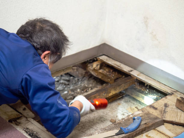 Best Fast Mold Removal  in Columbus, MT