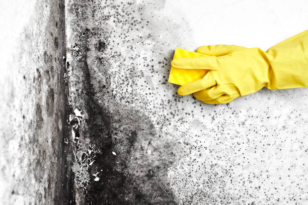 Best Mold Removal Company Near Me  in Columbus, MT