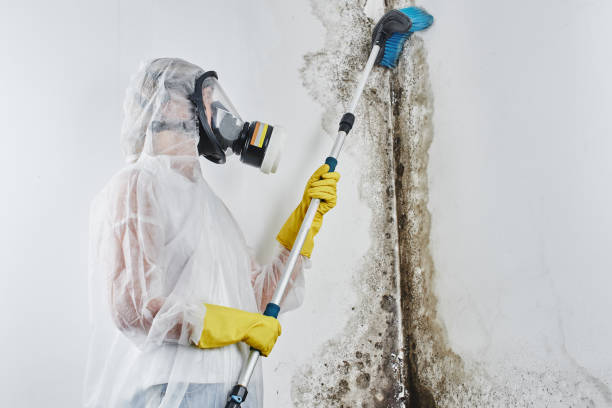 Best Toxic Mold Removal  in Columbus, MT
