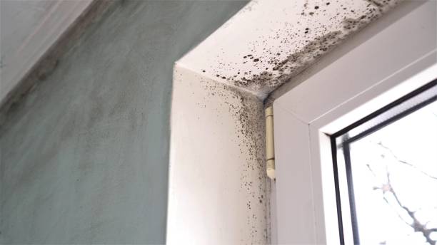 Best Home Mold Removal  in Columbus, MT