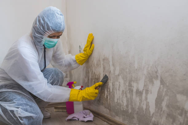 Best Black Mold Removal  in Columbus, MT