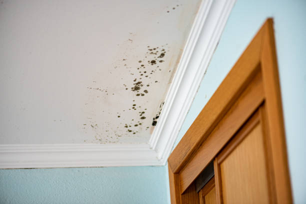Best Same-Day Mold Removal  in Columbus, MT