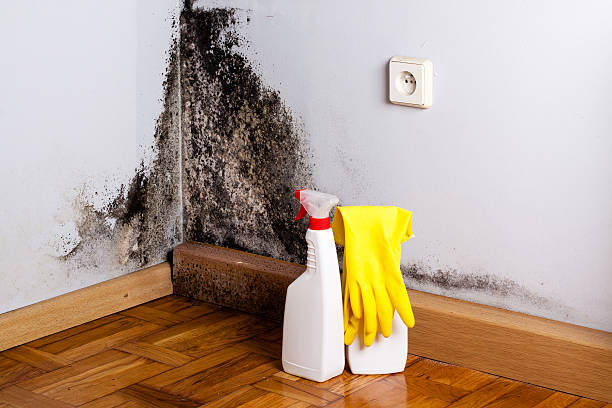 Best Mold Cleaning Services  in Columbus, MT